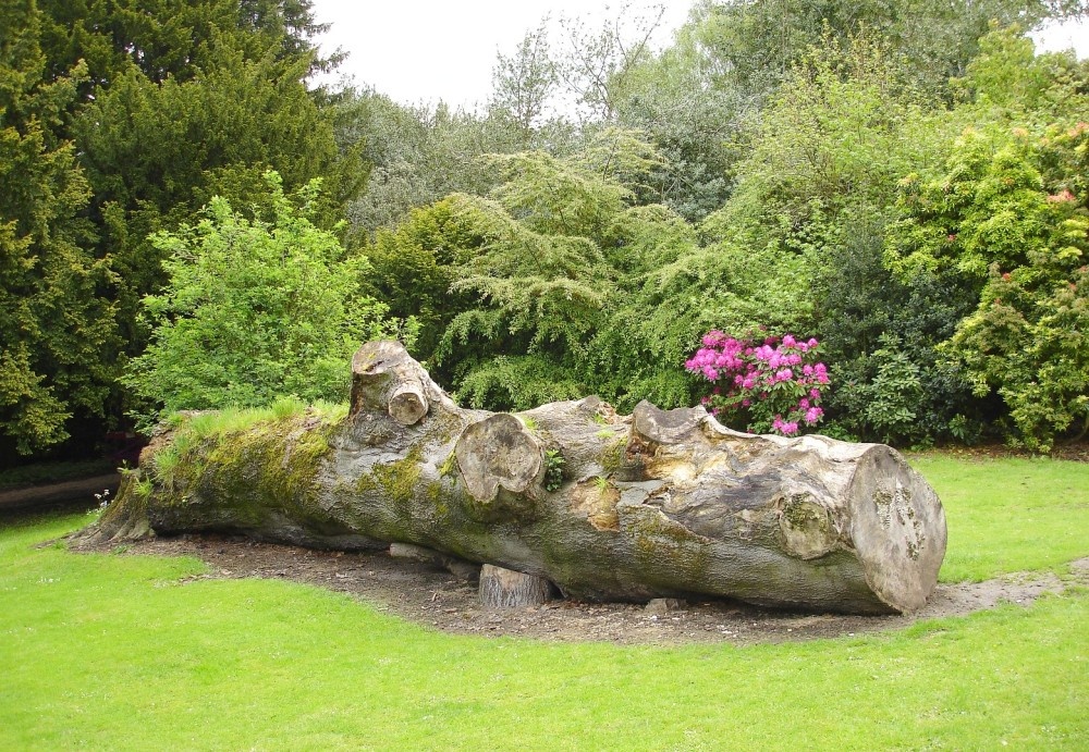 A fallen tree in the former Hall Gardens, Shipley Country Park, Derbyshire