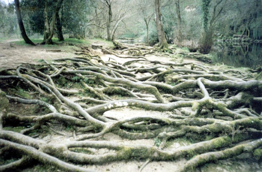 Tree roots, Aysgarth Falls, North Yorkshire