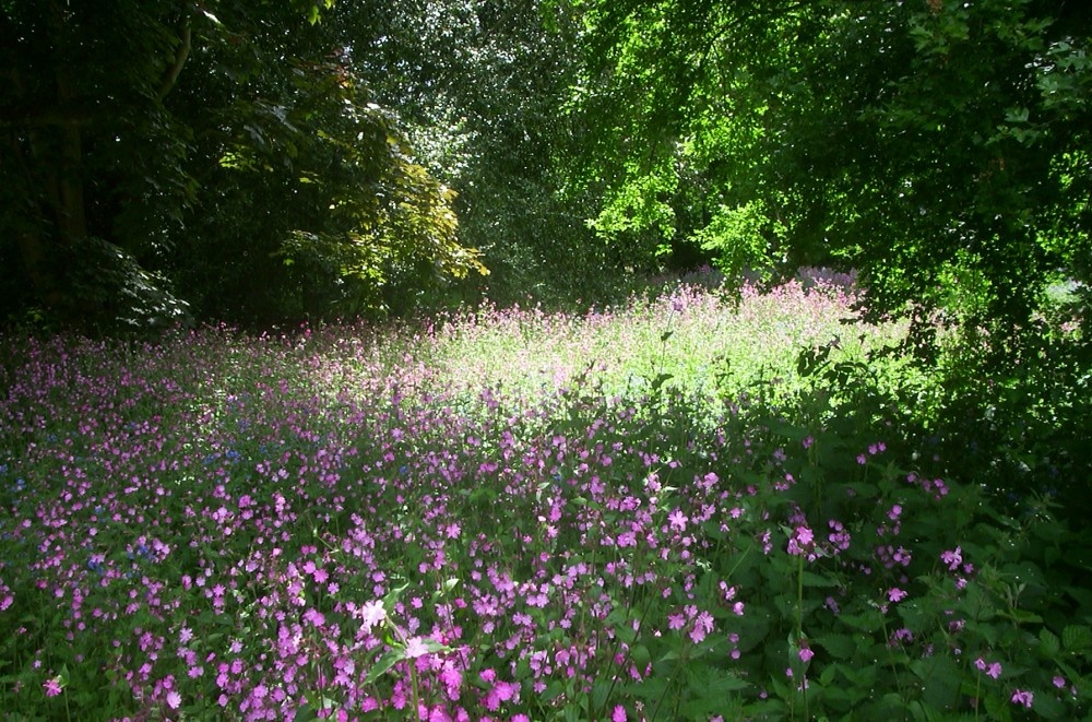 Wild flowers at Knebworth House, Hertfordshire photo by Patricia Wilson