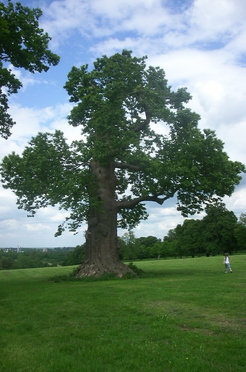 Ancient Oak tree - Knebworth House, Hertfordshire