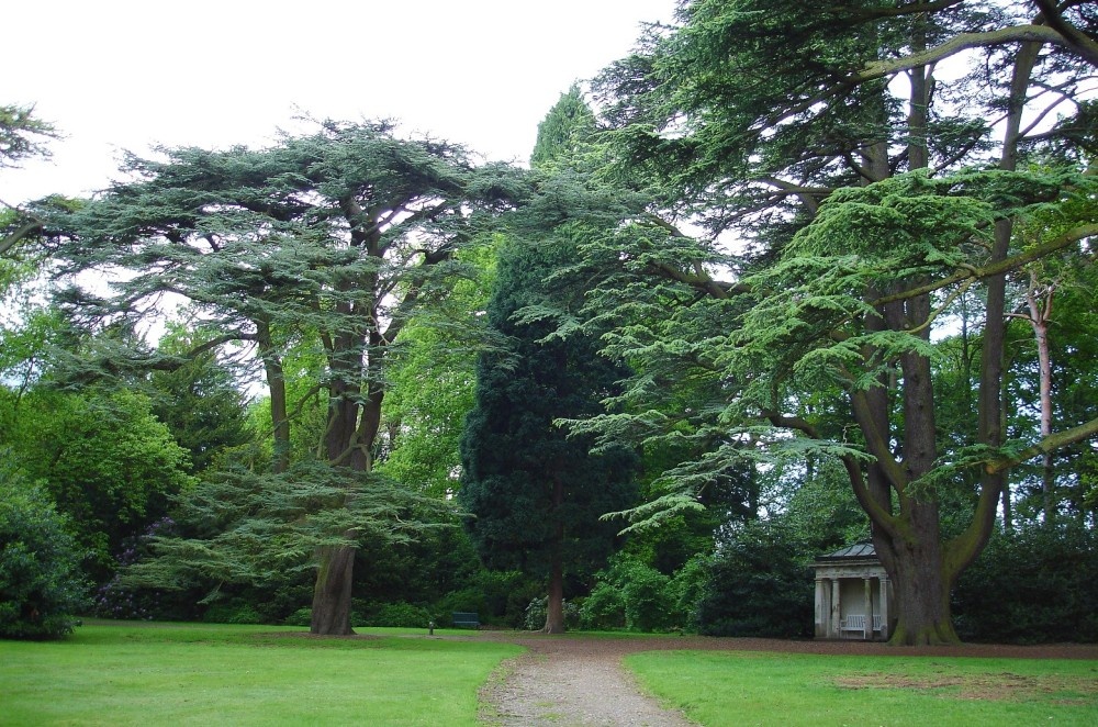 Cedar trees at Clumber Country Park, Nottinghamshire
