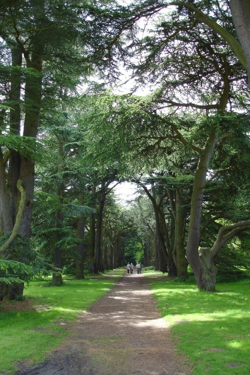 A Scots pine avenue at Clumber Country Park, Nottinghamshire