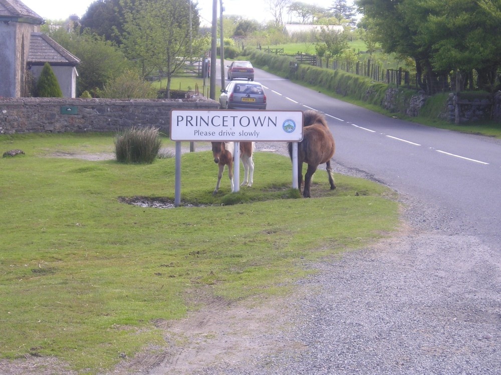 Photograph of Dartmoor ponies at Princetown, Devon. May 2006