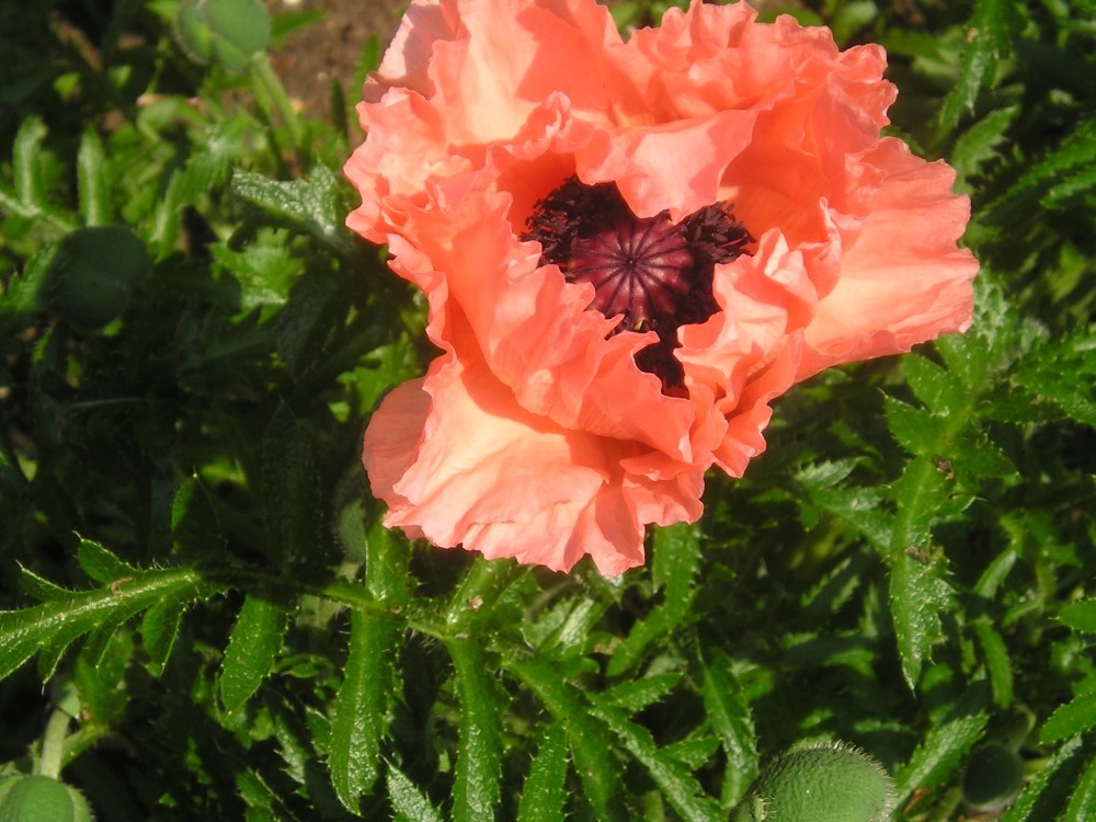 Photograph of Poppy in my garden, Bicester, Oxon, flowered today! (08/06/06)
