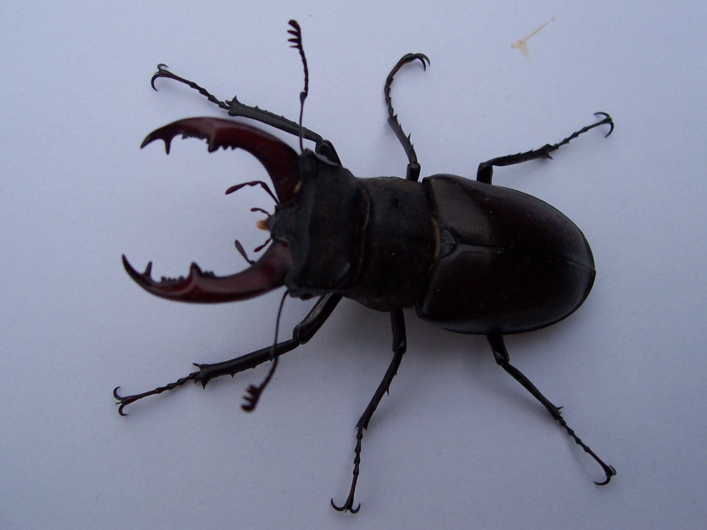 Stag Beetle, rescued in Chelsea and released.