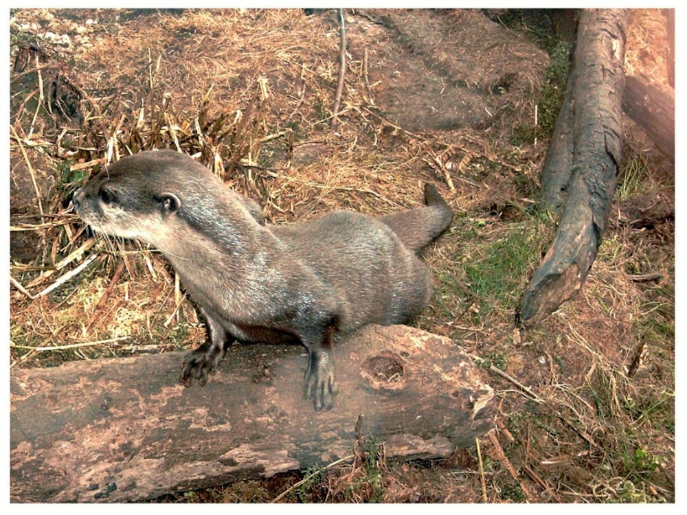 Otter near Lakeside, Cumbria