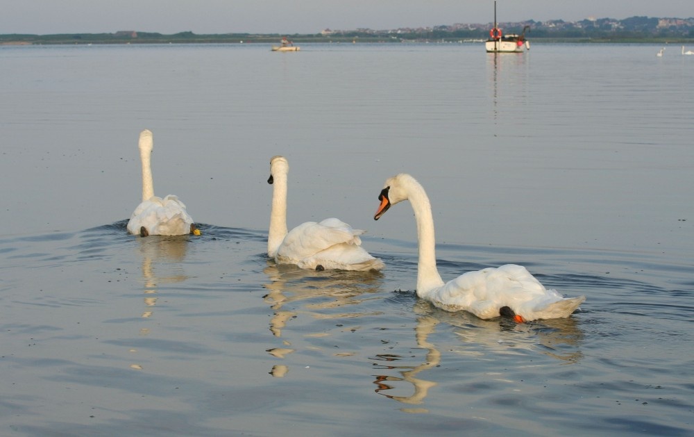 Swans heading into Christchurch Bay, Christchurch, Dorset