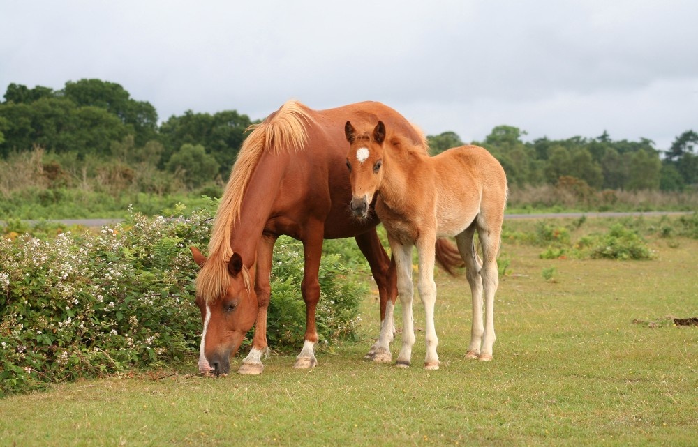Mother and foal, in the New Forest, Hampshire