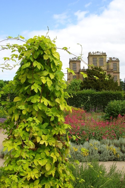 in the herb garden, Hardwick Hall, Derbyshire