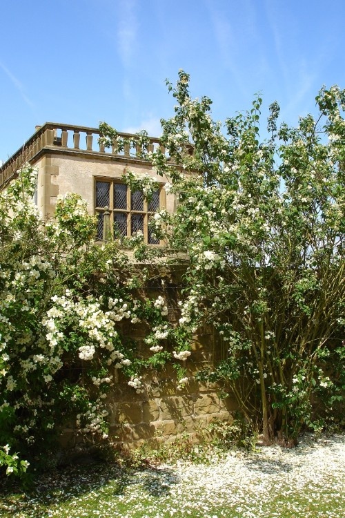 White Roses in the garden, Hardwick Hall, Derbyshire
