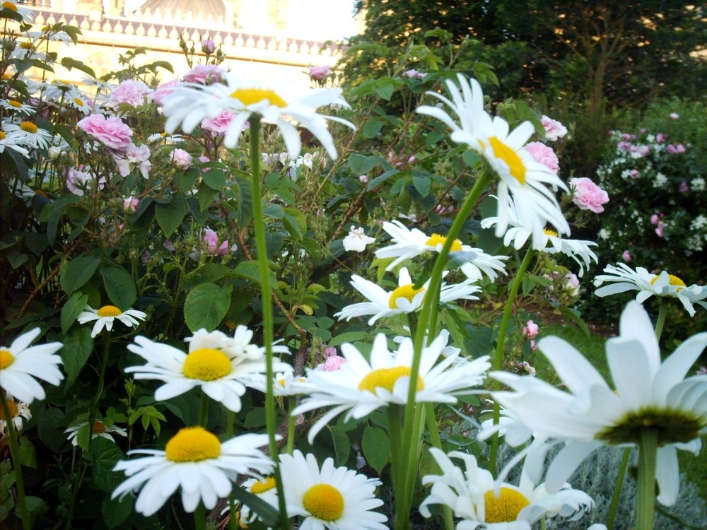 The Brighton Royal Pavilion gardens on a summers evening.