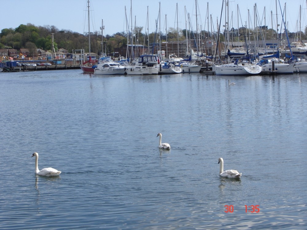 Swans at the Docks
