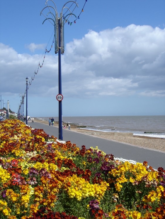 Flowers at Beach side. Felixstowe, Suffolk