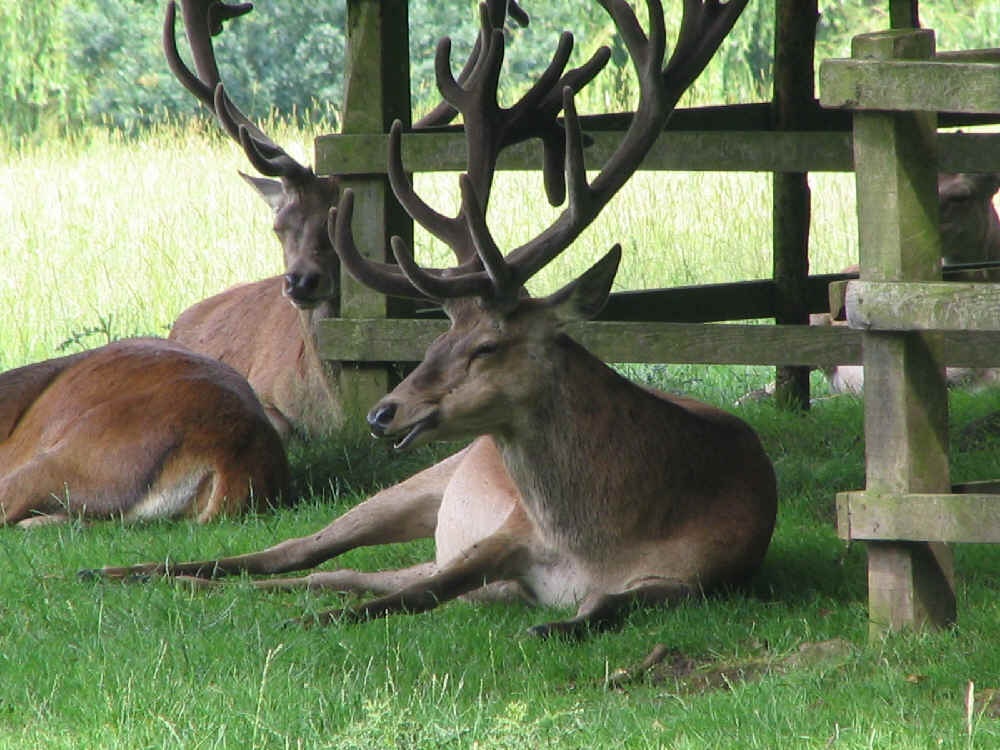 Calke Abbey, Derbyshire.  - Deers in the park