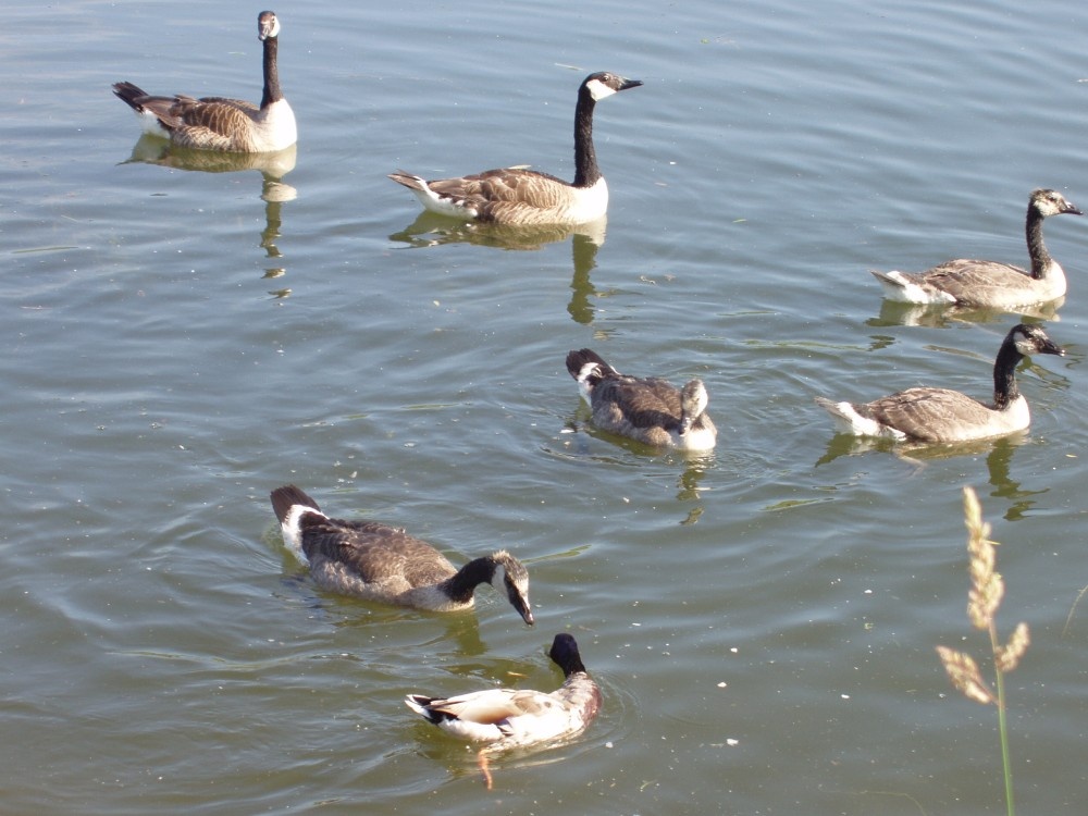 Canadian Geese at the river walk in Clevedon, North Somerset.