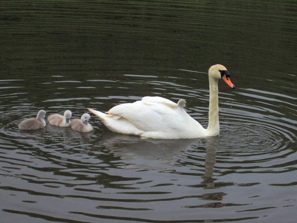 Swans and cygnets at the River Walk in Clevedon, Somerset, born summer 06
