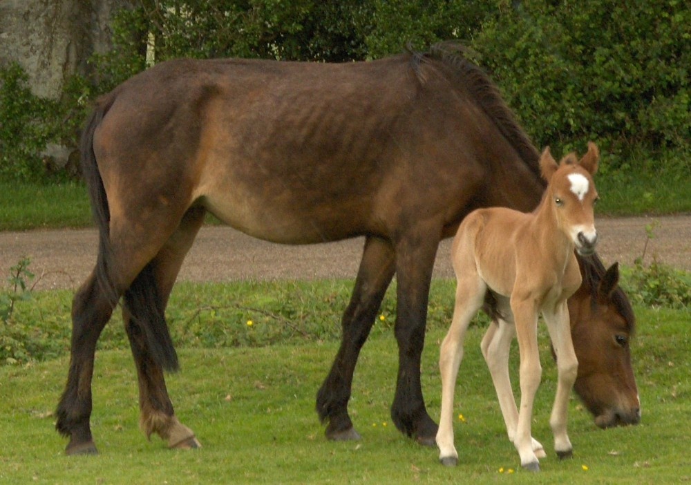 New forest ponies - The New forest hampshire