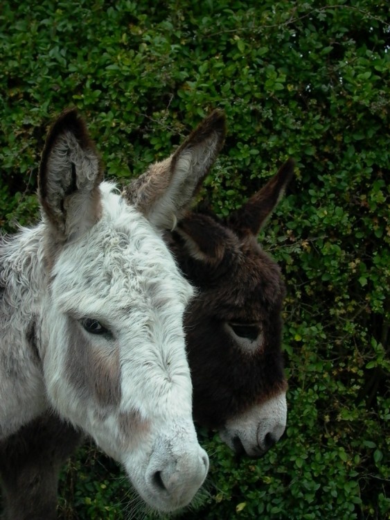 very friendly New Forest Donkeys