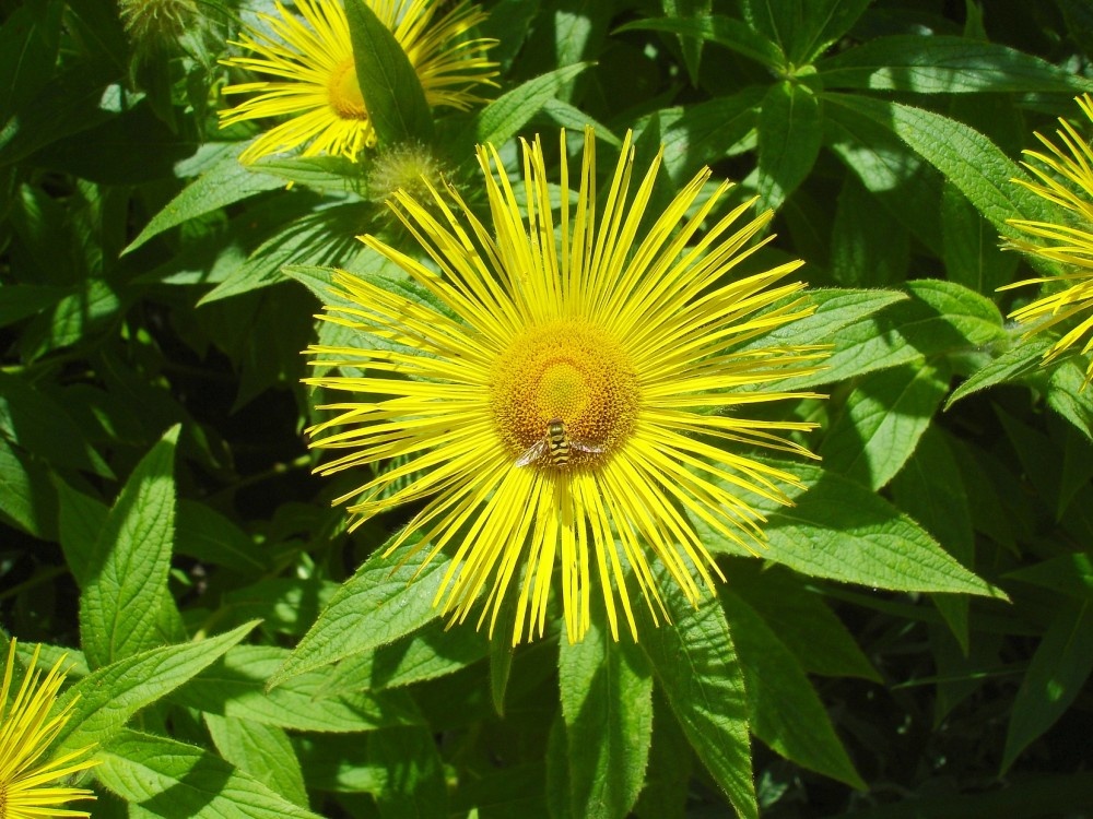 Closeup from a border in the gardens at Lyme Park, Cheshire