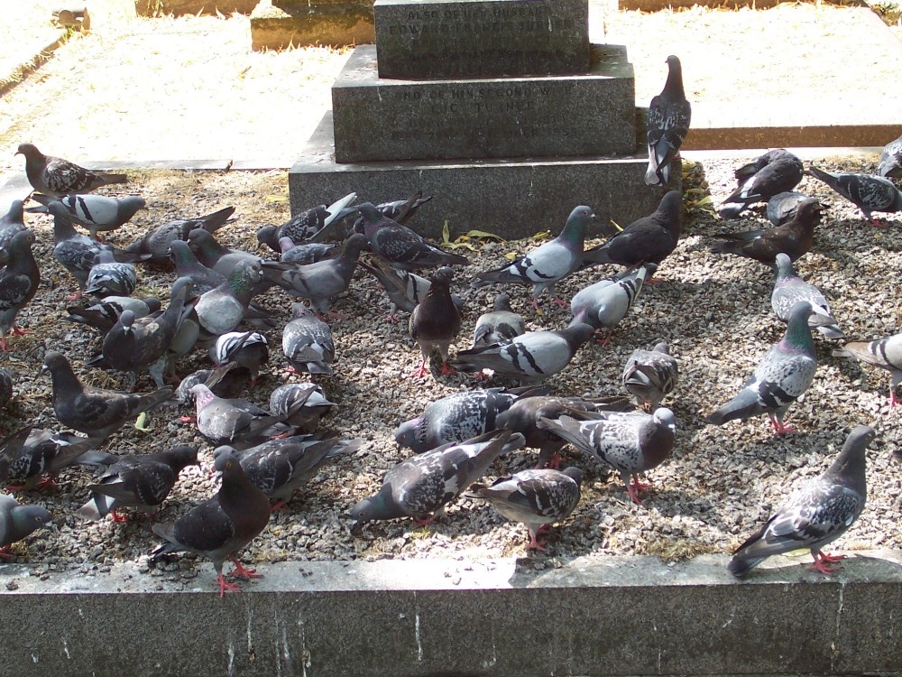 Feral Pigeons in Brompton Cemetery, Chelsea