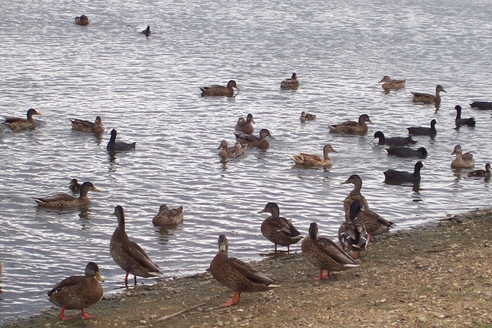 Ducks at Ruislip Lido