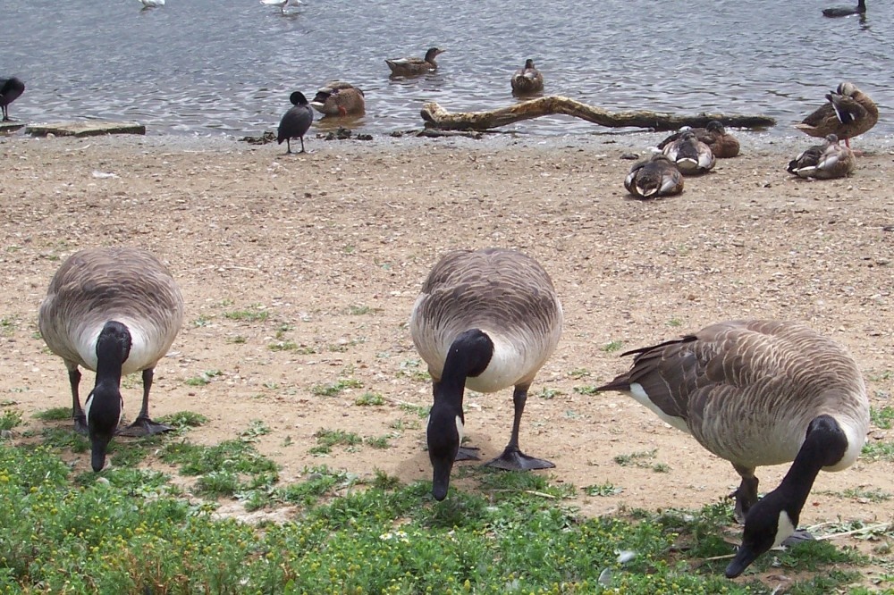 Canadian Geese at Ruislip Lido