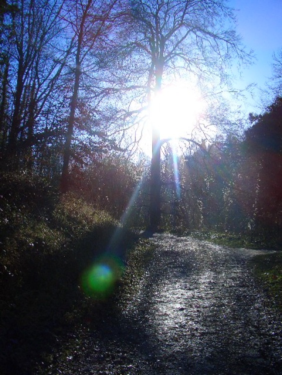 Sunrays - Swanbourne Lake, Arundel, West Sussex