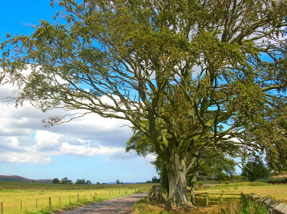 Photograph of Near Netherton, Northumberland.