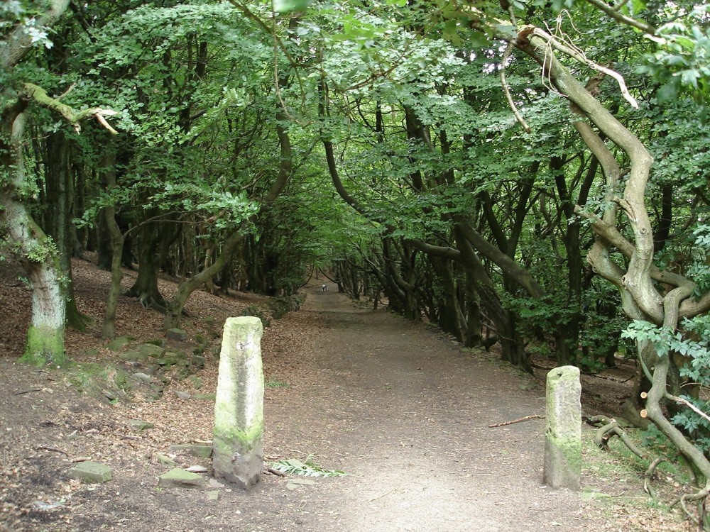 A picture of the woods, Tockholes, Lancashire.