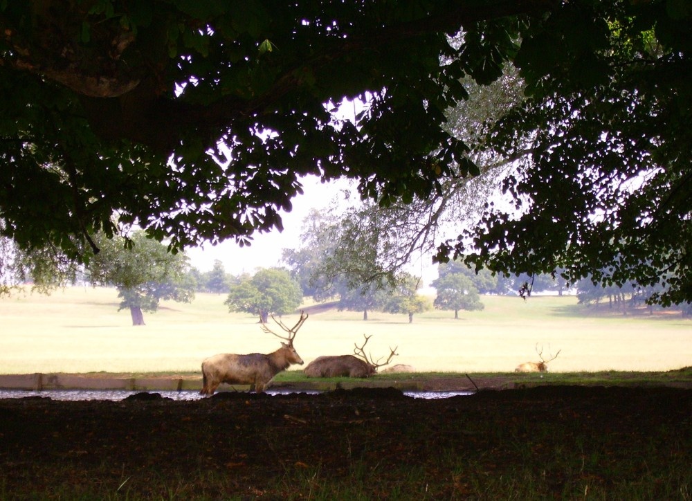 Woburn Deer Park, Woburn Abbey, Bedfordshire. August 2006 photo by C W