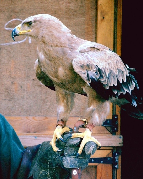 Golden Eagle during bird of prey show, Arundel Castle 30th of July 2006.