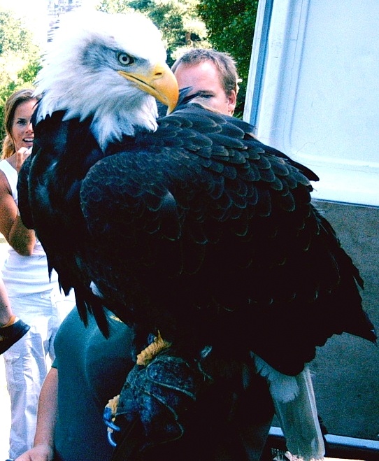 Bald Eagle during bird of prey show, Arundel Castle 30th of July 2006.