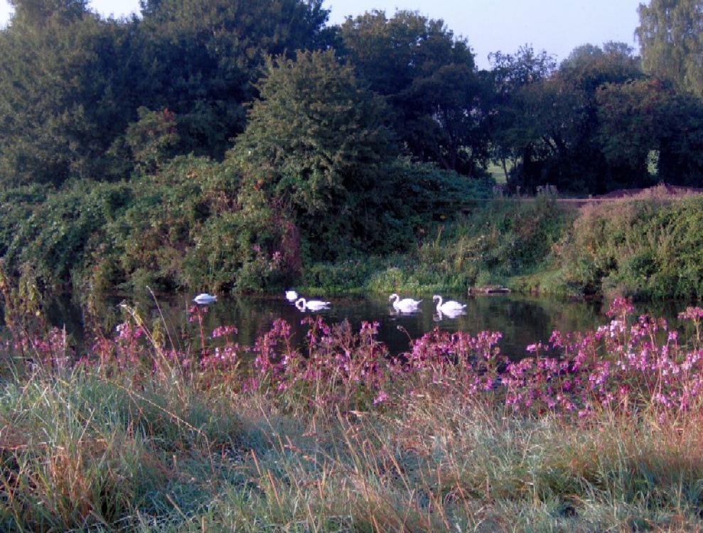 Photograph of Taken whilst on a early morning walk following the River Avon in Chippenham, Wiltshire