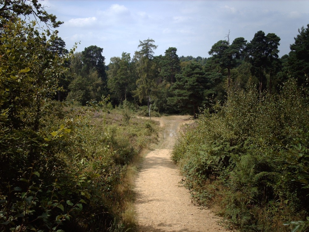 heathland view in Buchan park , Crawley, Sussex.