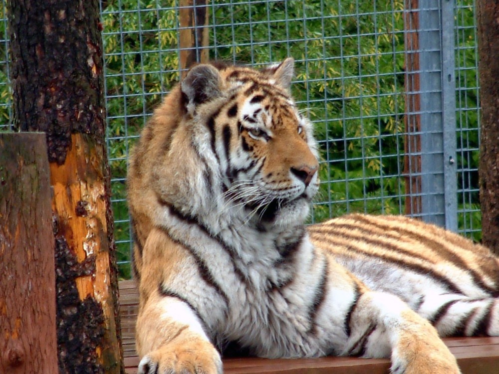 Photograph of Picture of tiger at Dalton zoo, Dalton-in-Furness