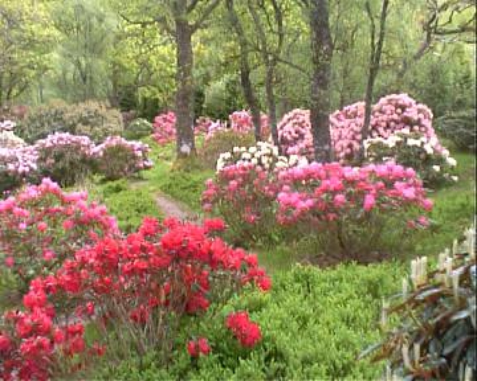 Photograph of Rhododendrons under Oaks - Angus's Garden, Barguillean