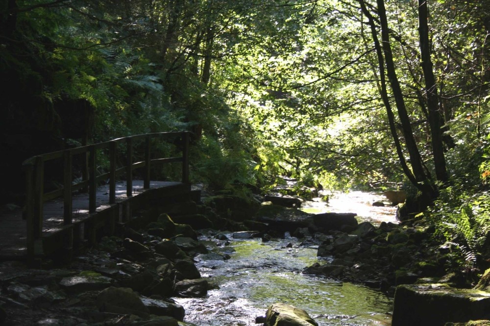 Photograph of A view by the walkway towards the waterfall @ THORTERGILL FORCE, 
Thortergill in Weardale