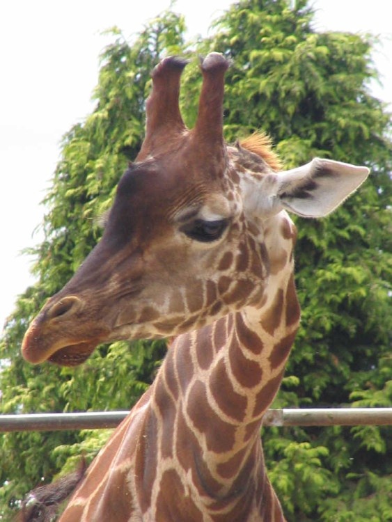 Twycross Zoo, Leicestershire. Giraffe