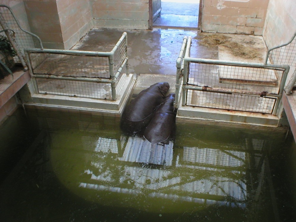 Pygmy hippo's at Marwell Zoo. Colden Common, Hants. England.