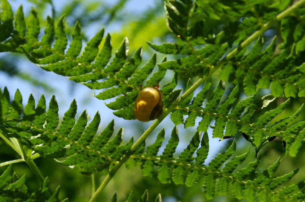 Snail found under fern leaves in Rendlesham Forest. Suffolk, July 2006