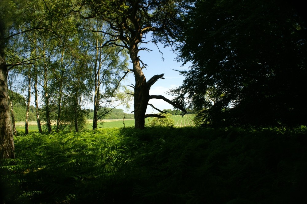 Looking out from Rendlesham Forset to the farm land nearby. Suffolk. July 2006 photo by Peter Evans