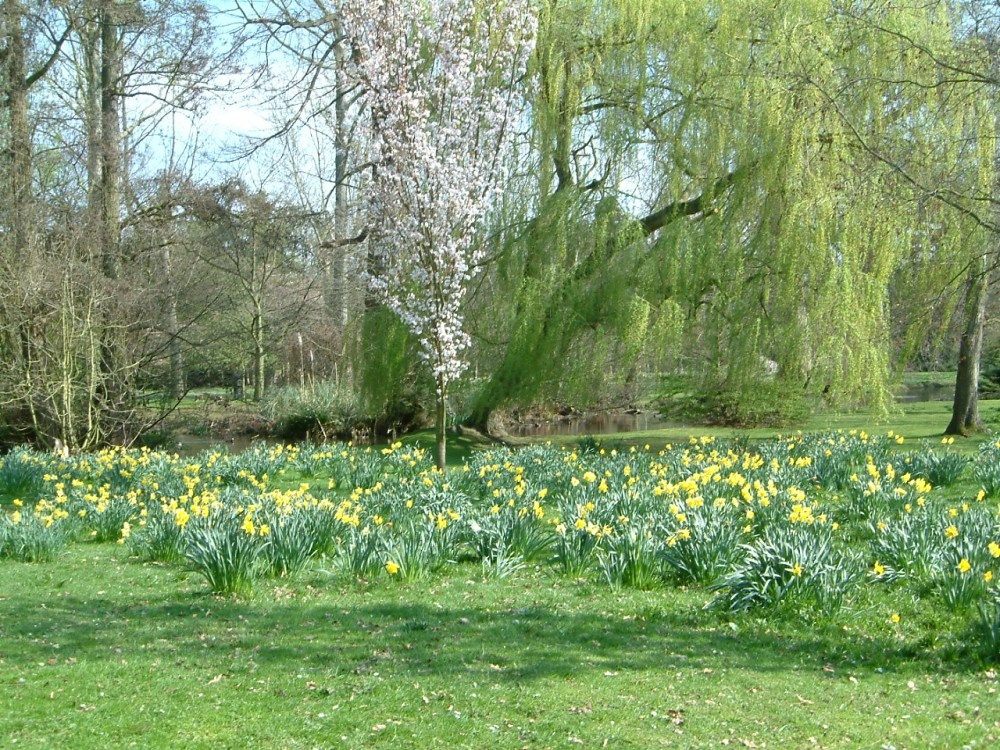 Bushey Park.
Near Hampton Court