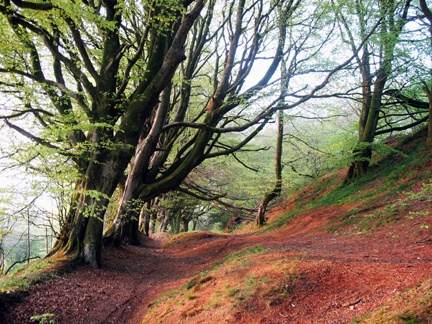 The ancient woods at Dumpton Hill, Devon.