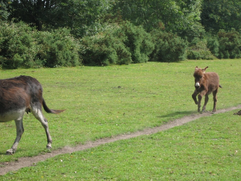 New Forest, Hampshire