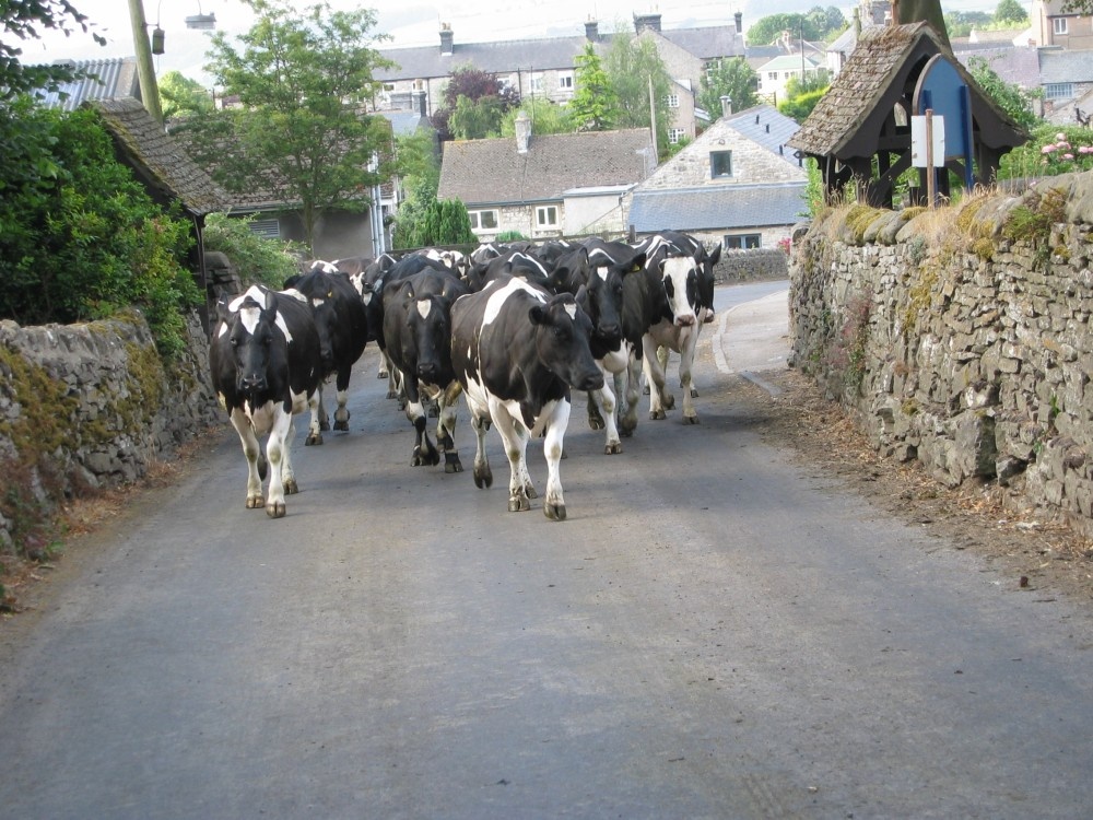 Cows returning to the fields after milking. Great Longstone, Derbyshire