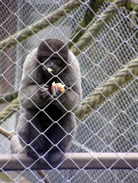 The Monkey Sanctuary at Looe, Cornwall. April 2005