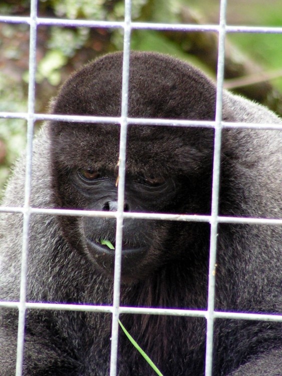 Looe Monkey Sanctuary, Cornwall, April 2005