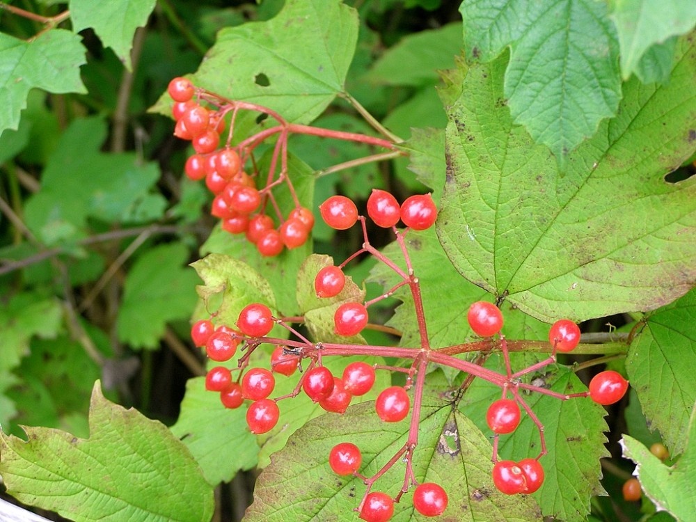 Herstmonceux - The Park (East Sussex)