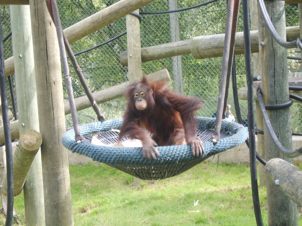 hsiao-ning the orangutan at monkey world, dorset