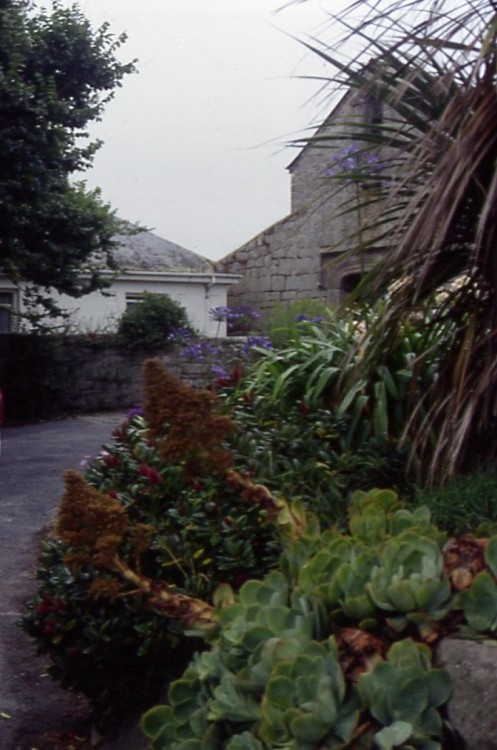A picture of Trewithen Gardens - Cornwall